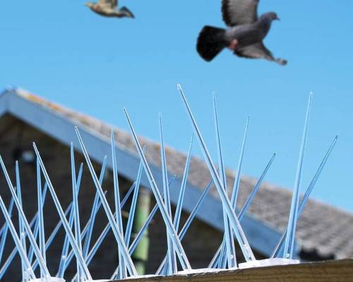 Bird Spike